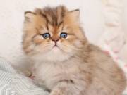 Persian & Himalayan Kittens for Sale in a Rainbow of colors - Some ready now!;)