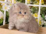 Persian & Himalayan Kittens for Sale in a Rainbow of colors - Some ready now!;)