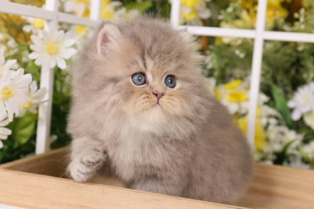 Adorable Persian Kittens for sale in a rainbow of colors and sizes!;) - Picture
