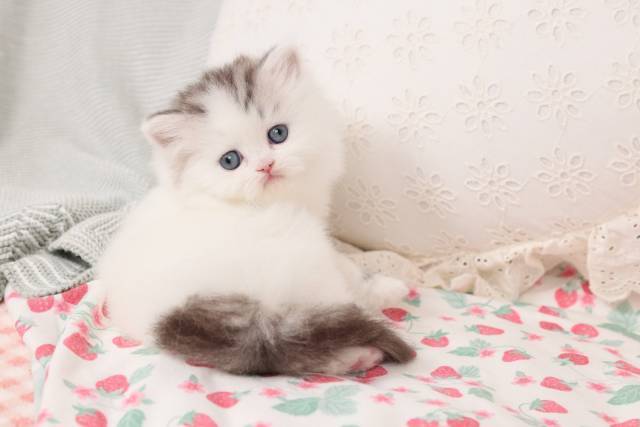 Adorable Persian Kittens for sale in a rainbow of colors and sizes!;) - Picture