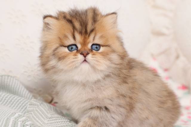 Adorable Persian Kittens for sale in a rainbow of colors and sizes!;) - Picture