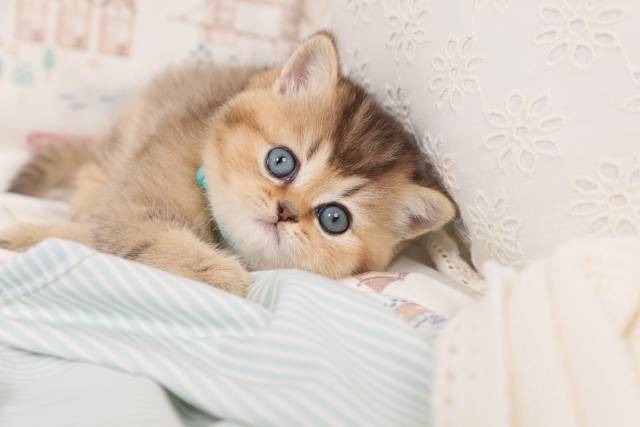 Adorable Persian Kittens for sale in a rainbow of colors and sizes!;) - Picture
