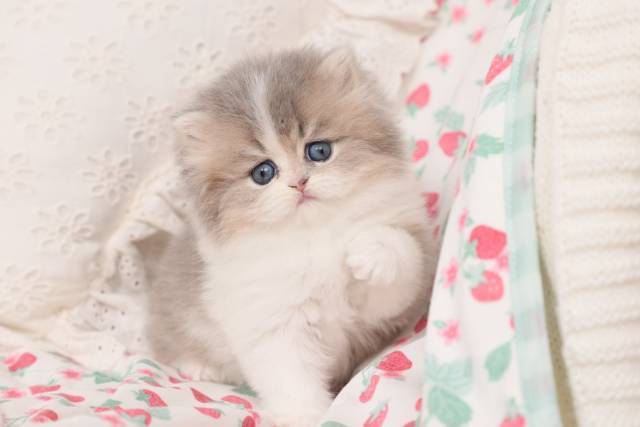 Adorable Persian Kittens for sale in a rainbow of colors and sizes!;) - Picture