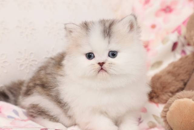 Adorable Persian Kittens for sale in a rainbow of colors and sizes!;) - Picture