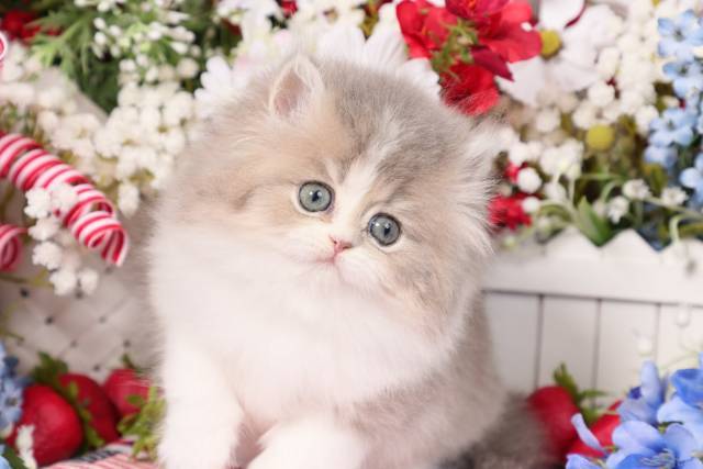 Adorable Persian Kittens for sale in a rainbow of colors and sizes!;) - Picture
