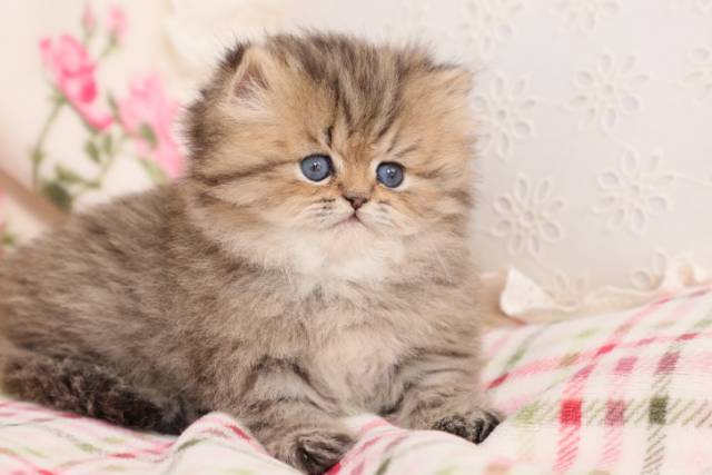 Adorable Persian Kittens for sale in a rainbow of colors and sizes!;) - Picture