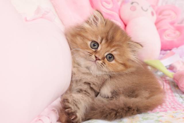 Adorable Persian Kittens for sale in a rainbow of colors and sizes!;) - Picture