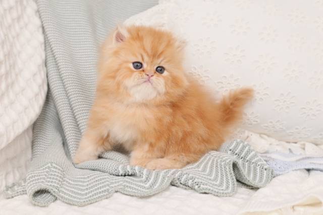 Adorable Persian Kittens for sale in a rainbow of colors and sizes!;) - Picture