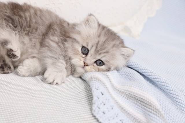 Adorable Persian Kittens for sale in a rainbow of colors and sizes!;) - Picture