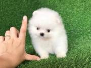   Priceless White Pomeranian Puppy For Adoption