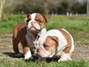 Male $ female English Bulldog puppies