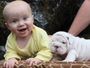 English Bulldog Pups 