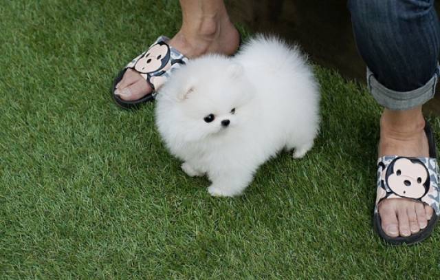 pomeranian male dog