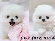 priceless White Pomeranian puppy For Adoption
