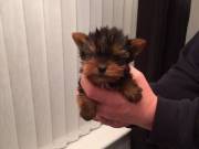 Beautiful Teacup Yorkie puppies -Ready to leave now