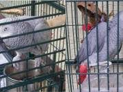 Pair of Talking African Grey parrots