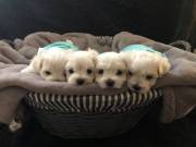 T-Cup Maltese Puppies .