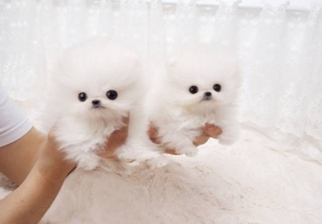 Perfect Tiny Tcup White Pomeranian Puppies New Orleans Animal Pet Tiny Tcup White Pomeranian Puppies
