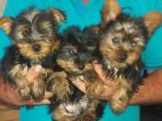 Gorgeous Yorkie Pup Available TEXT/CALL +1(980) 999-0690