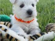 10 Weeks Old and West Highland Terrier Puppies  