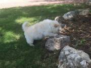  Chow Chow Puppies 