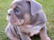 I have available some adorable purebred English bulldog  available to loving forever pet homes. I ha