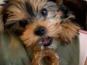 Yorkies for rehoming 