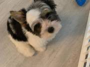 Well trained Yorkshire Terrier puppies (617) 418-1464