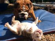  Intelligent Beautiful Bulldog Purebred English Bulldog Available