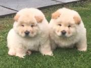 fgsdr chow chow puppies For Sale