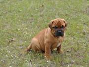 Cutie Bullmastiff Puppies Ready..