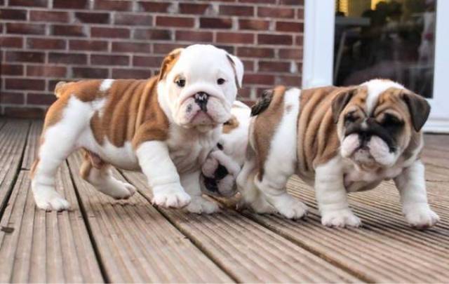 Puppies For Sale In Albuquerque >> Vdvenglish Bulldog Puppies For Sale Albuquerque Animal Pet Puppies For Sale In Albuquerque >> Vdvenglish Bulldog Puppies For Sale Albuquerque Animal Pet