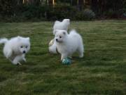 ♥♥ White Pure Bred Japanese Spitz Pups ♥♥Text us (845) 445-7512 ♥♥