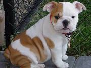 healthy English Bulldog puppies 