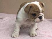 Stunning English Bulldog Puppies