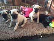 Black and Fawn Pug Puppies For Sale