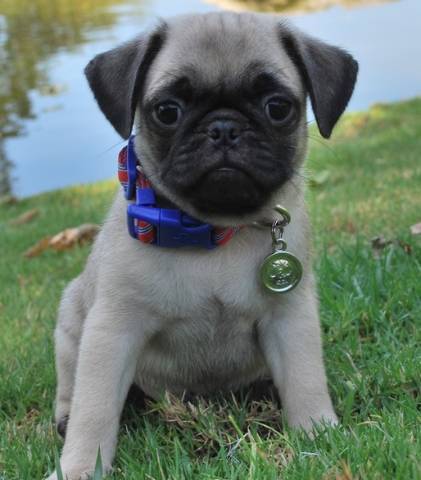 gray pug puppies