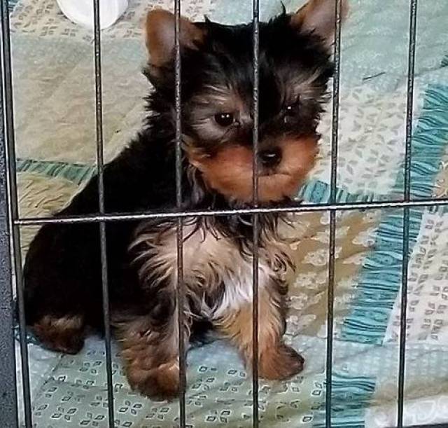 Cute yorkie puppies for sale now available to good homes San Antonio