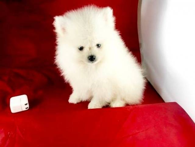 kennel club pomeranian puppies for sale