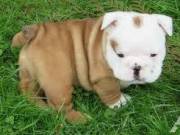 Cute English Bulldog puppies 