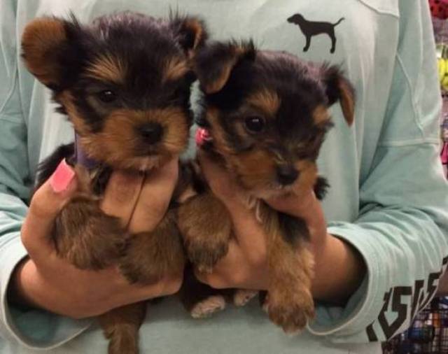 toy yorkie puppies