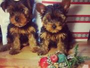 Beautiful AKC certified Yorkshire Terrier Puppies!