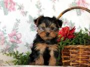 Xtin Yorkshire Terrier Pups