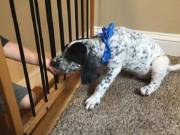 Exceptional German Shorthaired Pointer puppies