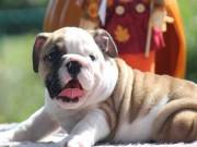 Male and Female English Bulldog Puppies text us at. (312) 767-8417..thnks