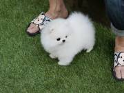 Pomeranian Puppies ready
