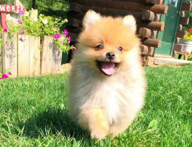 Lovely Pomeranian Puppies For Clanton Animal Pet Lovely Pomeranian Puppies For Clanton Animal Pet