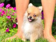 Purebred Pomeranian Puppies available
