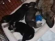 German Shepherd pups. 2 left!!