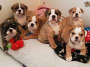   12 weeks old M/ female English Bulldog. Super sweet and loving girl(413) 561-0821)